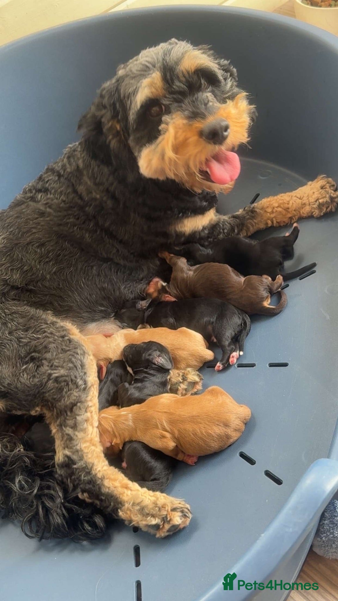 Cockapoo dogs READY NOW - F1B Cockapoo Puppies - 5 Boys - Advert 2