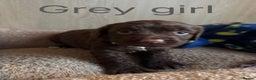 Sprocker dogs for sale: 5 F1 sprocker pups beautiful chocolate and white - Advert 6