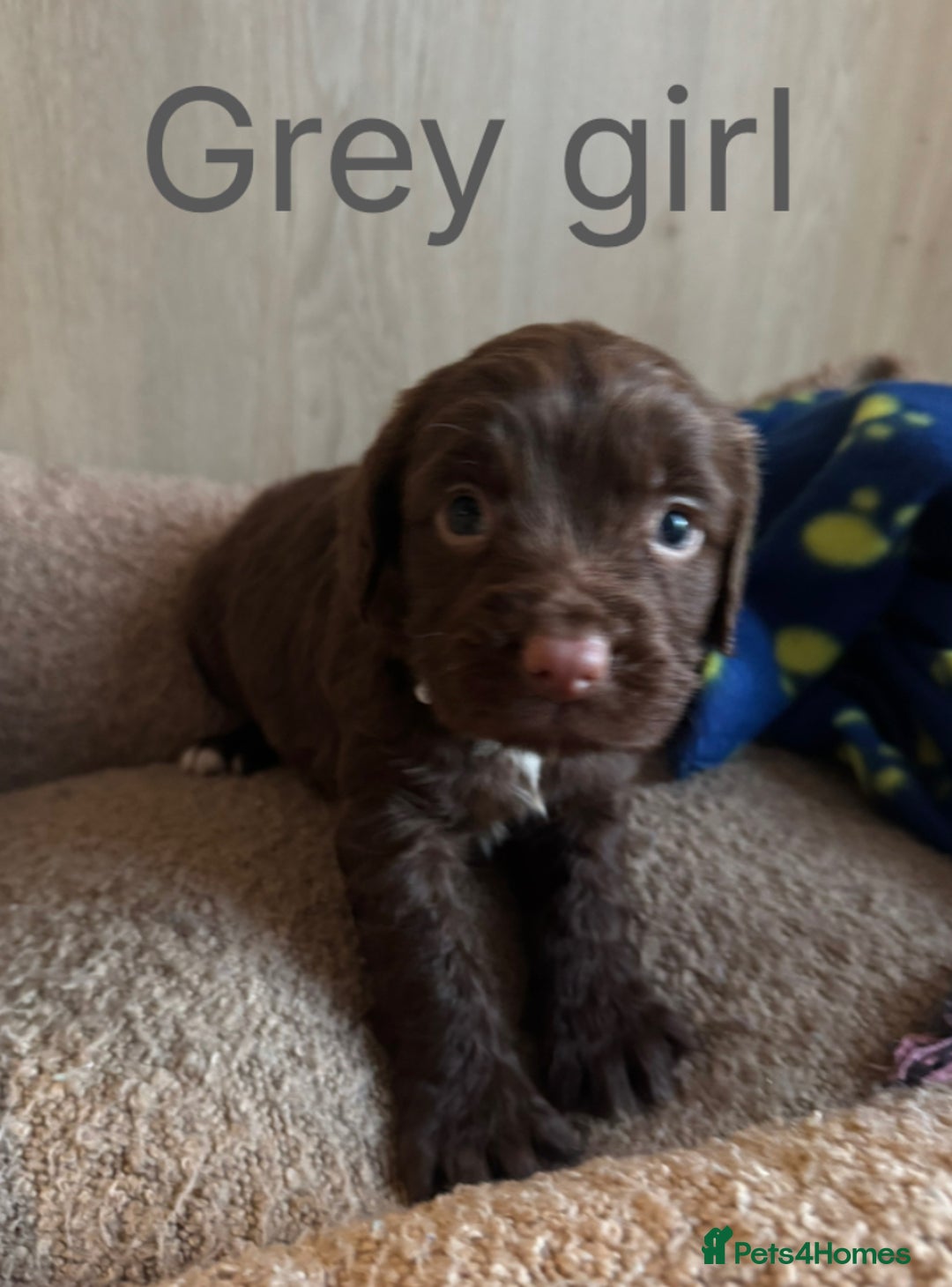 Sprocker dogs for sale: 5 F1 sprocker pups beautiful chocolate and white - Advert 6