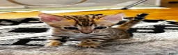 Bengal cats for sale: Bengal kittens  - Advert 2