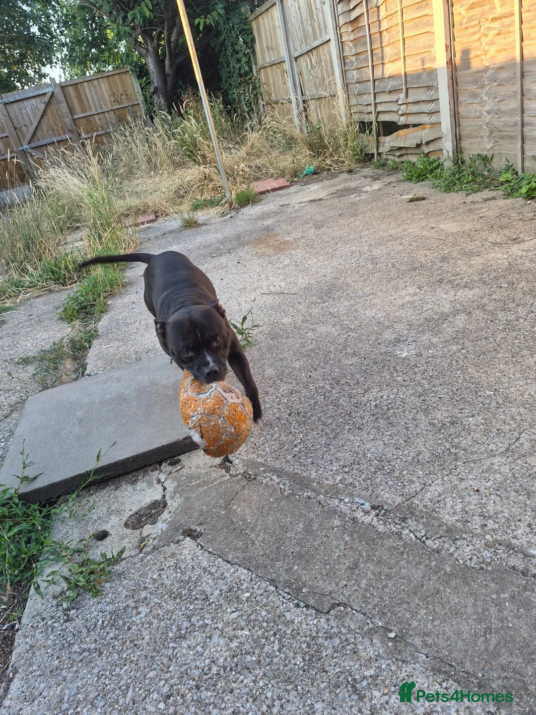 Staffordshire Bull Terrier dogs for sale: A loving boy who needs his forever home  - Advert 8