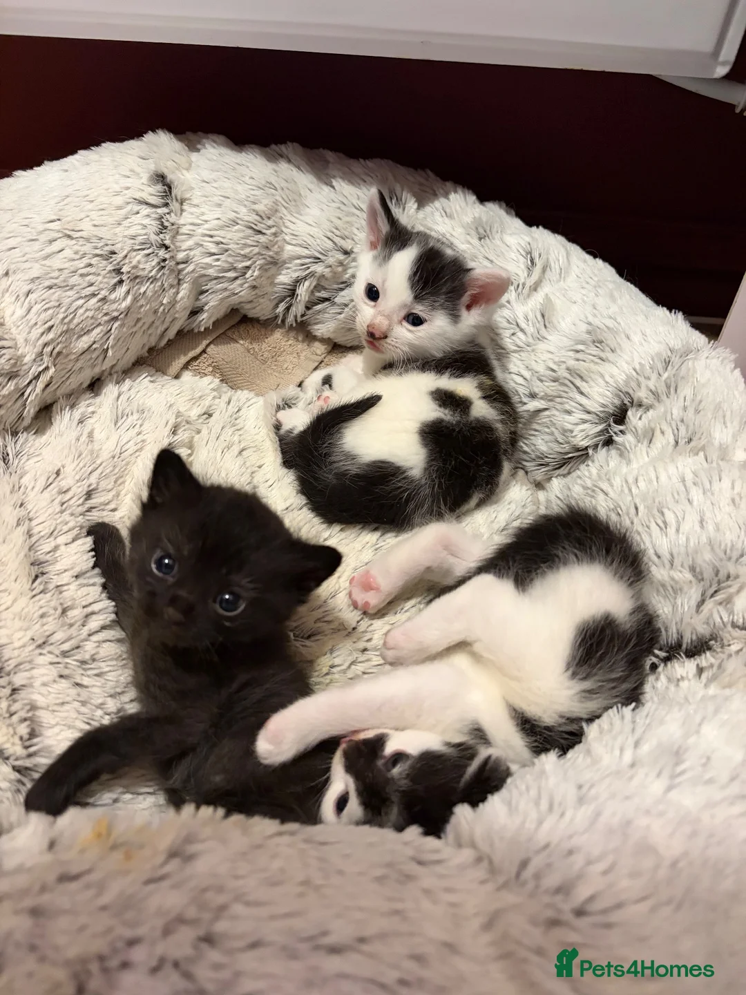 Mixed Breed cats for sale: Kittens for sale  in Rugeley - Advert 6