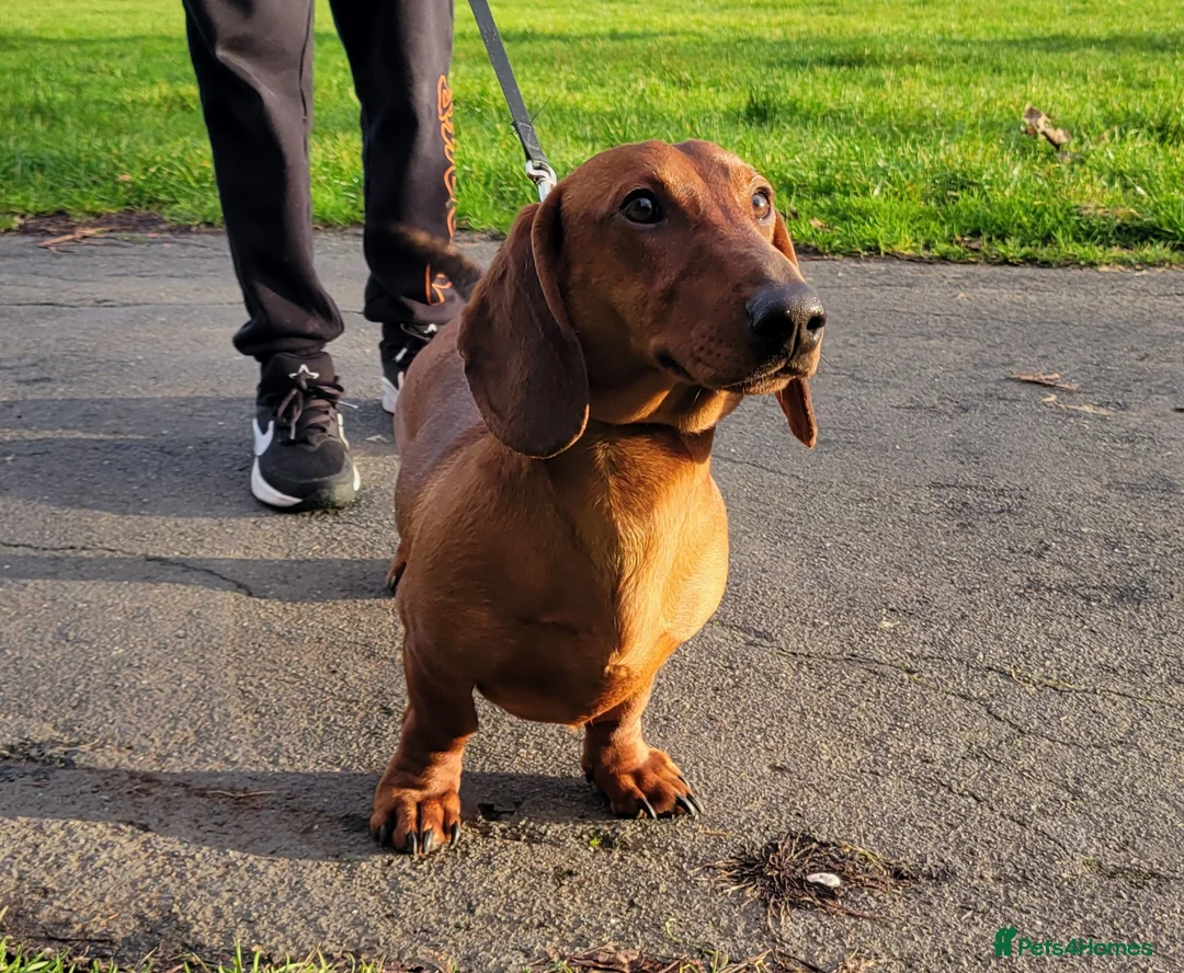 Dachshund dogs for sale: STANDARD DACHSHUND BOY kc registered  - Advert 11