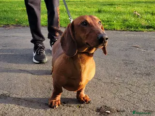 Dachshund dogs STANDARD DACHSHUND BOY kc registered - Advert 10