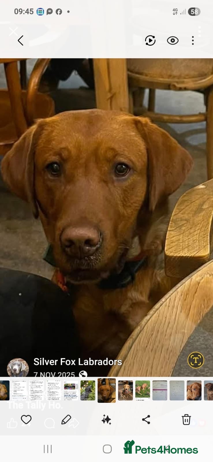 Labrador Retriever dogs for sale: KC Stunning Dark Fox Red Labrador Puppies - Advert 4