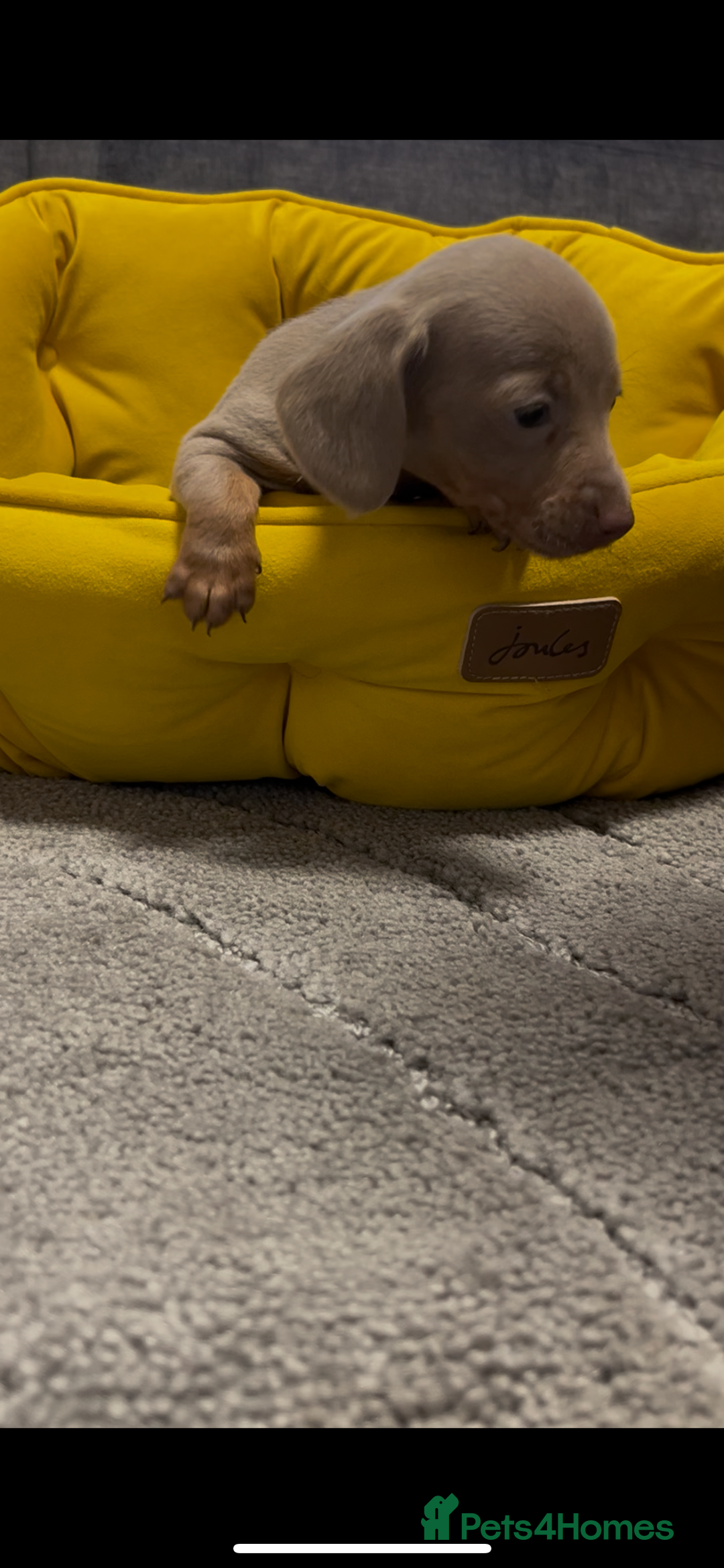 Dachshund dogs for sale: Dachund puppies for sale! - Advert 13