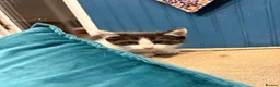 Mixed Breed cats for sale: gorgeous playful kittens 1 boy & 1 girl - Advert 12