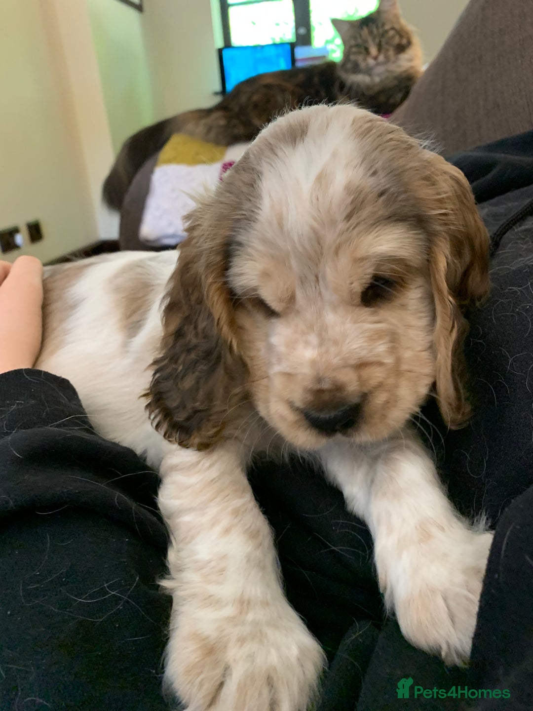 Cocker Spaniel dogs for sale: KC Show Carefully bred for Health and Temperament  - Image 4