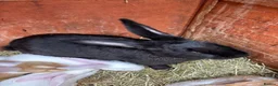 Continental Giant rabbits for sale: Female Continental Giant  - Advert 4