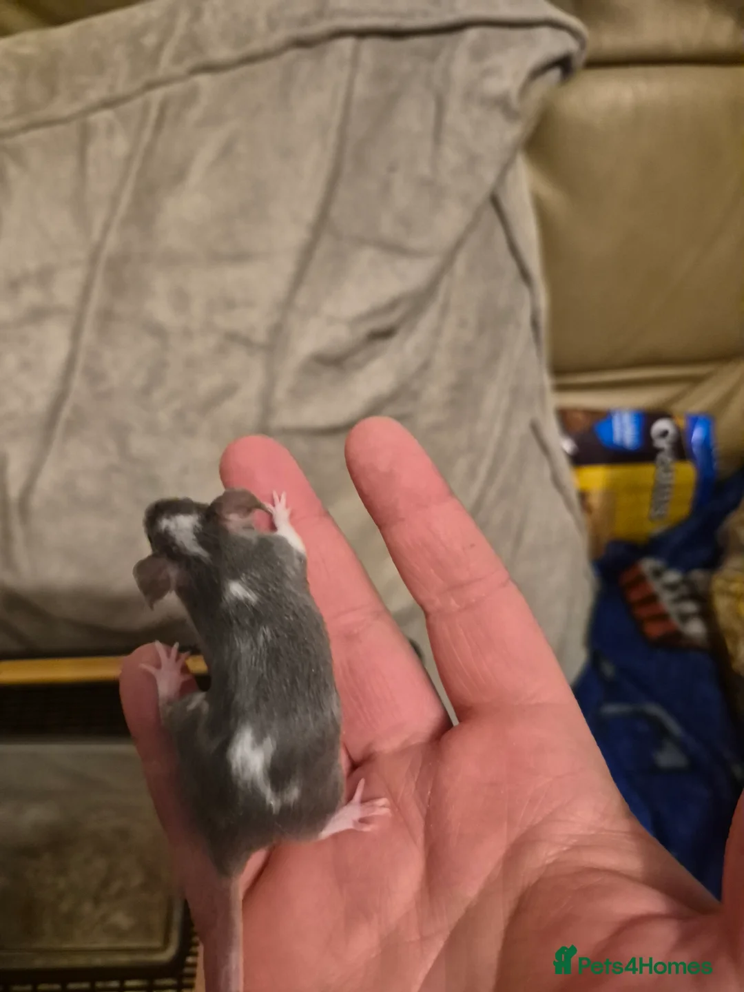 Mouse rodents for sale: 8 Cute Female Baby Fancy Mice - Advert 5