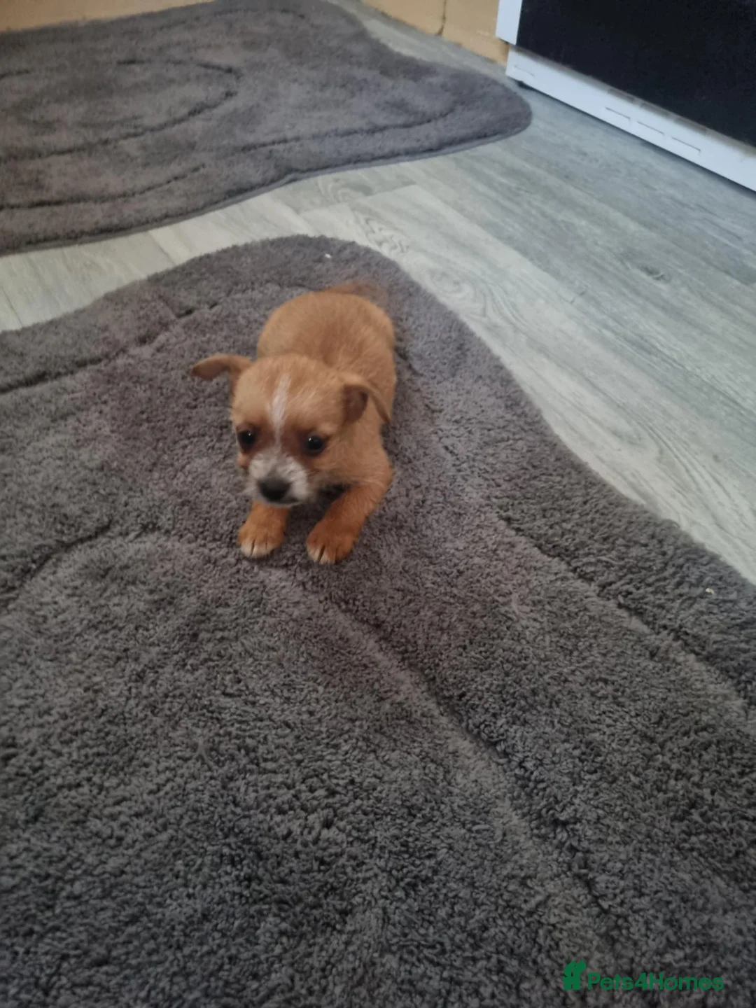 Chihuahua dogs for sale: Chihuahua puppies  - Advert 5