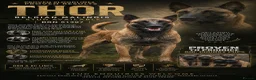 Belgian Shepherd Dog dogs for sale: Belgian Malinois Puppies For Sale. - Advert 2