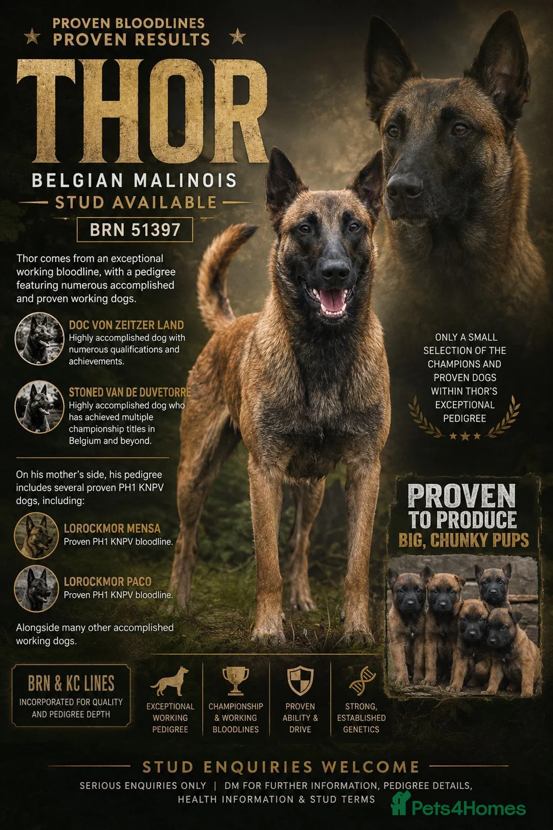 Belgian Shepherd Dog dogs for sale: Belgian Malinois Puppies For Sale. - Advert 2