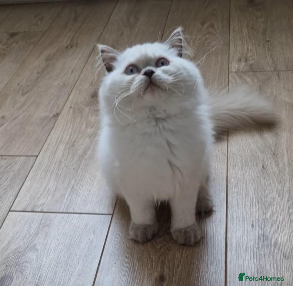 British Shorthair cats Lilac point boy British Shorthair Longhair - Advert 3