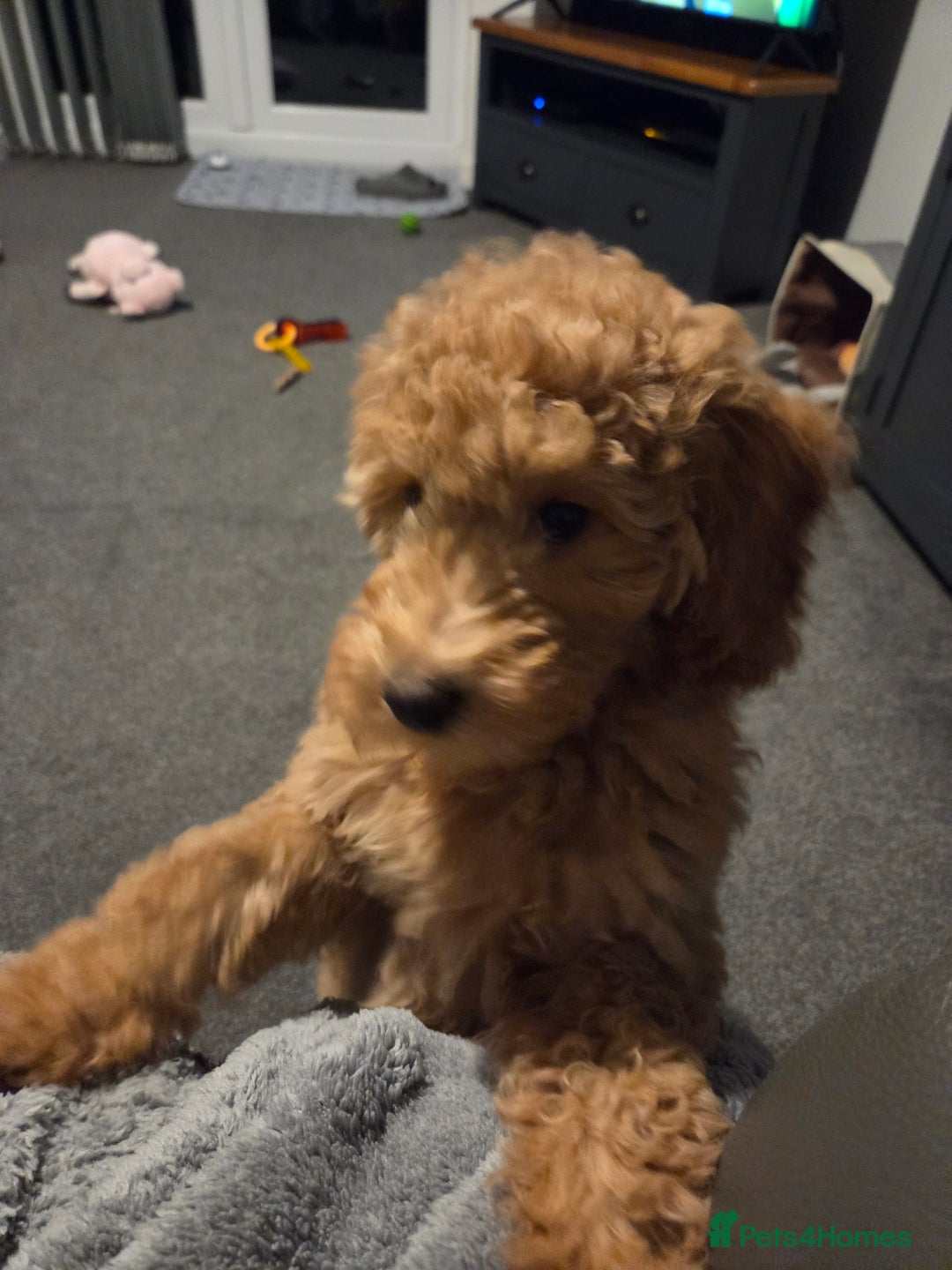 Labradoodle dogs for sale: Labradoodle Bitch 12 wks old fully vaccinated  - Advert 6