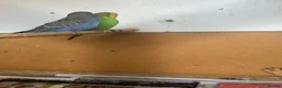 Budgerigars birds for sale: Lovely violet and green budgie - Advert 4