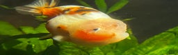 Fancy Goldfish fish for sale: Two lovely little male Ranchu fancy goldfish - Advert 2