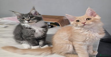 Maine Coon cats - Advert 15