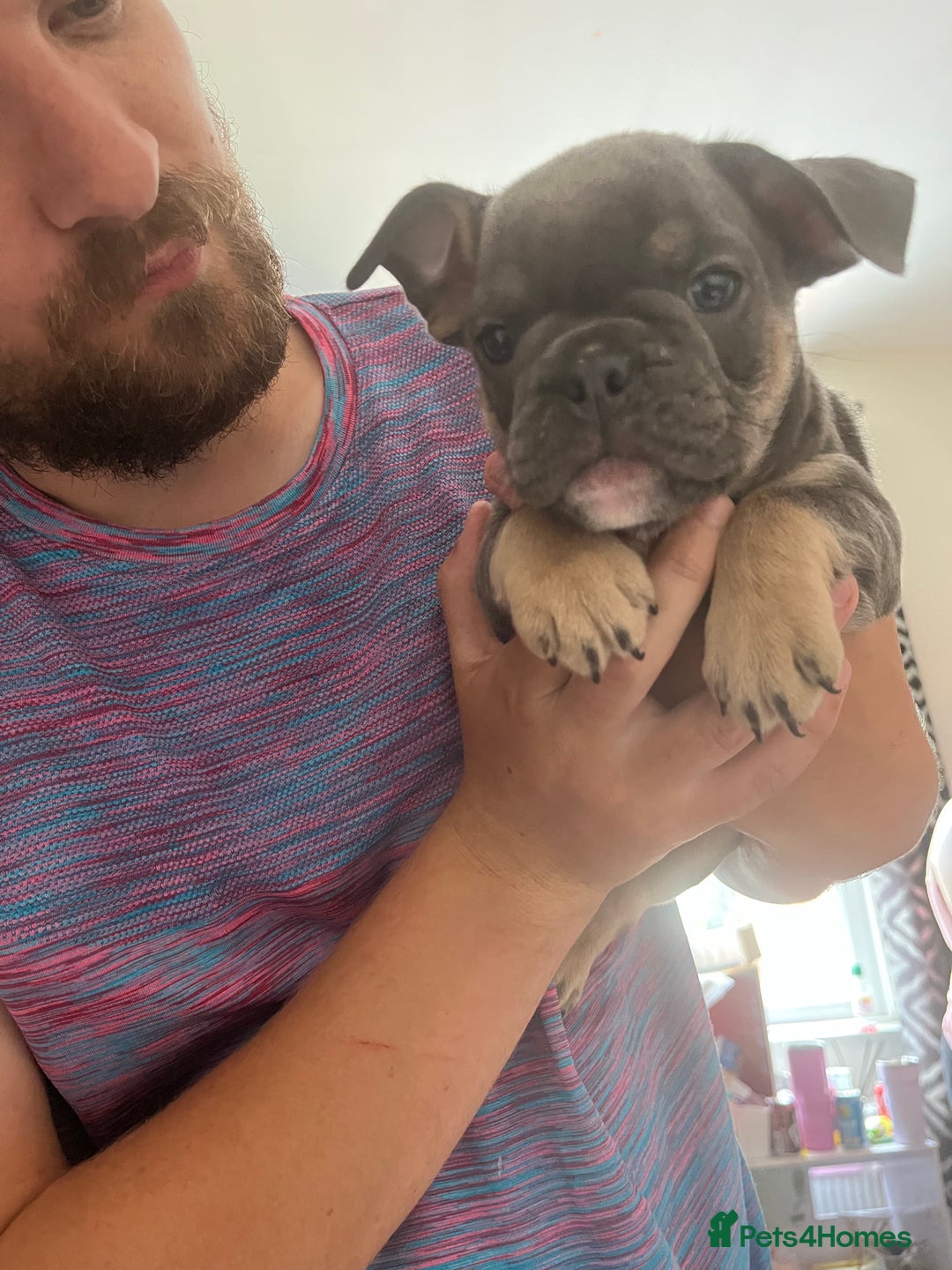 Mixed Breed dogs for sale: Beautiful female puppy ready today  - Image 18