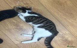 Asian cats for sale: blues  - Advert 3