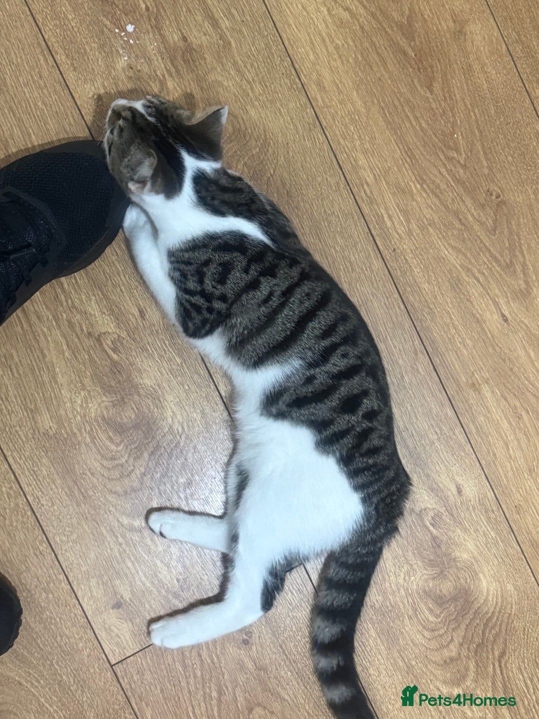 Asian cats for sale: blues  - Advert 3