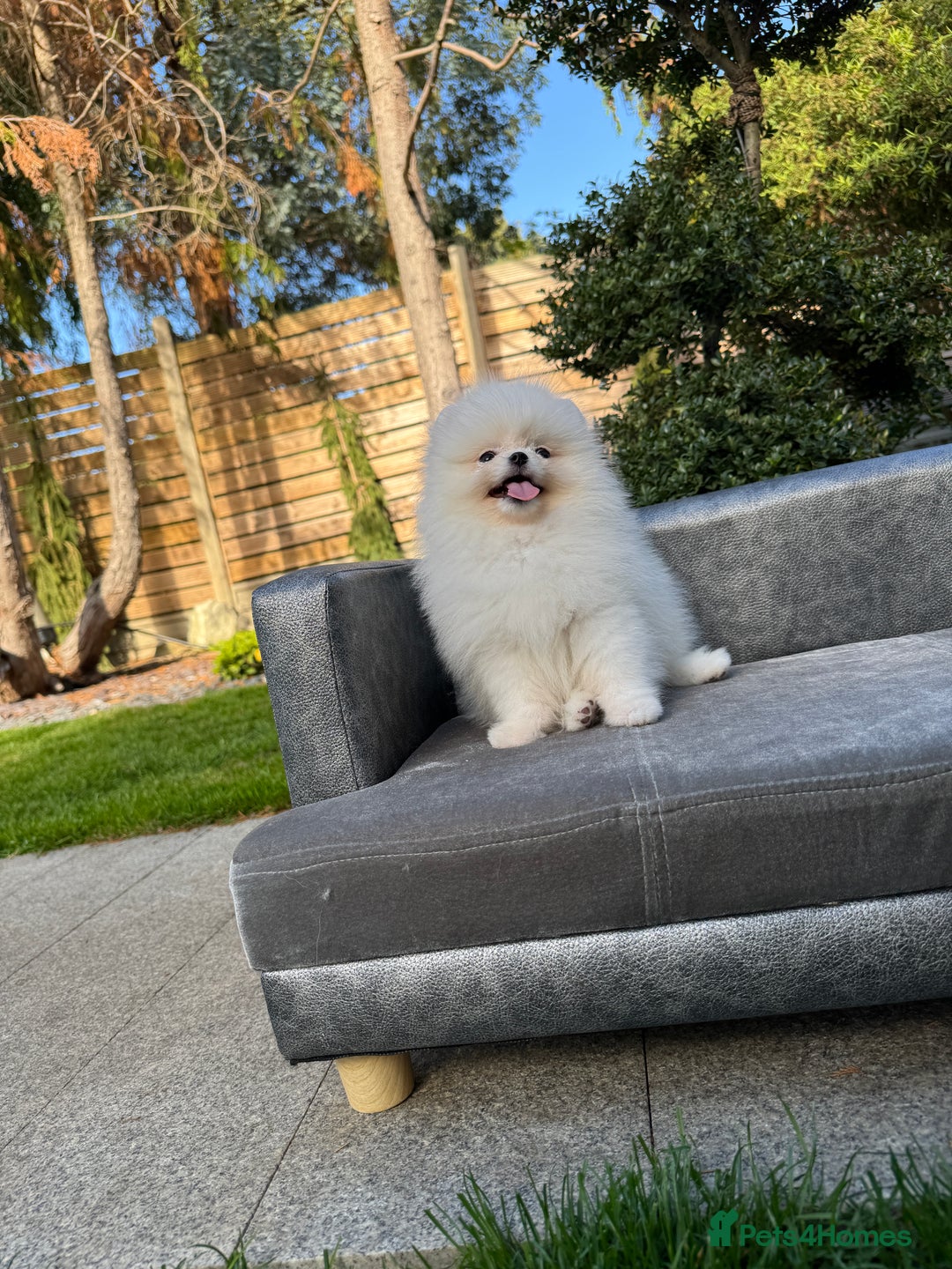 Pomeranian dogs for sale: SUPER TINY ICE WHITE POMERANIAN BOY - Image 37