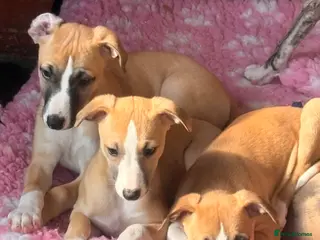 Whippet dogs KC whippet puppies - Advert 5