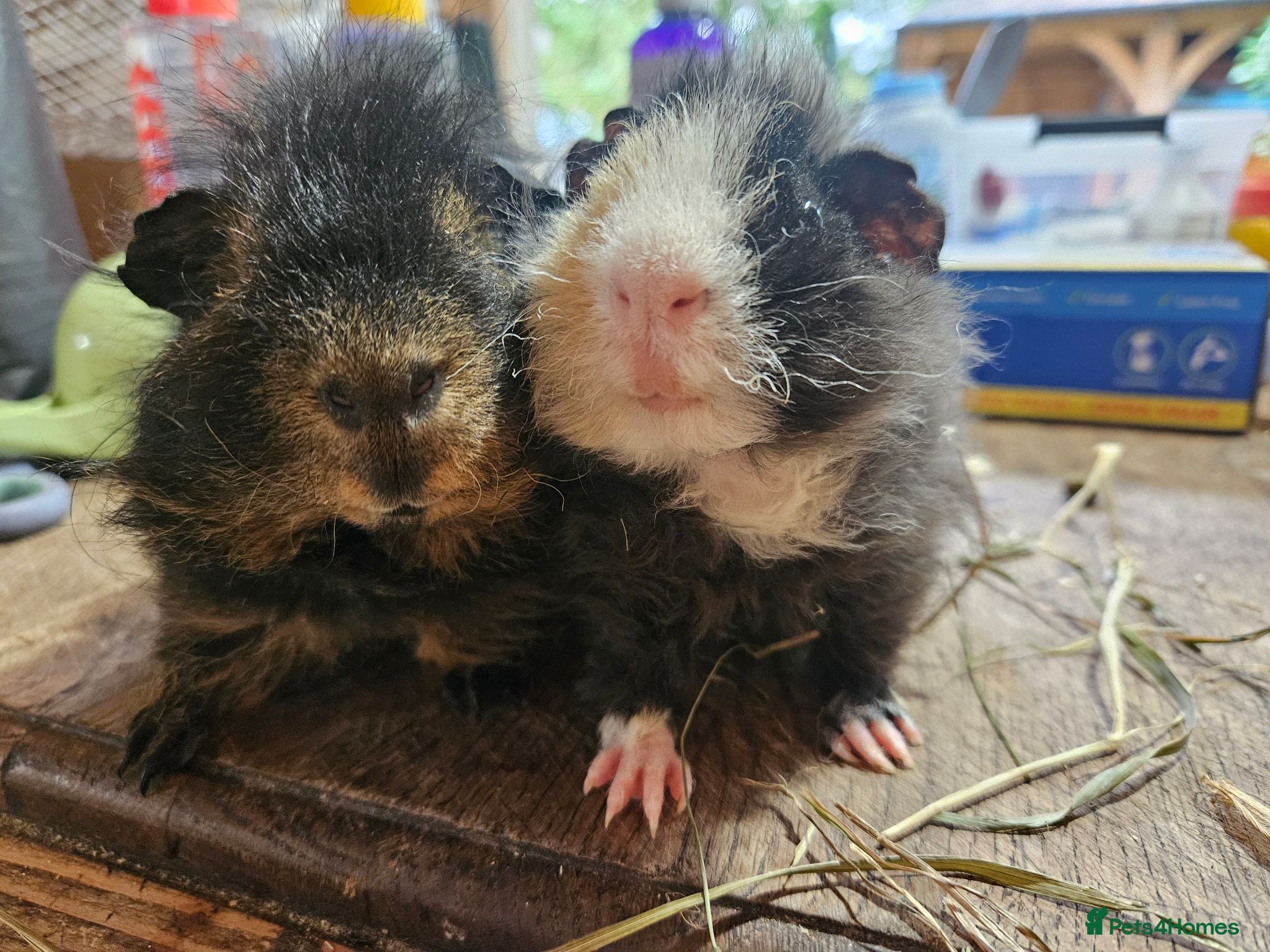 Guinea Pig rodents Pair of boys. Really friendly. Ready to leave  now - Advert 1