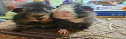 Guinea Pig rodents for sale: Pair of boys. Really friendly. Ready to leave  now - Advert 1