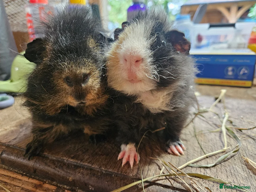 Guinea Pig rodents for sale: Pair of boys. Really friendly. Ready to leave  now - Advert 1