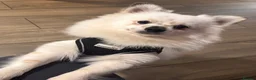 Pomeranian dogs for stud: STUD. Male pomeranian available for stud - Advert 1