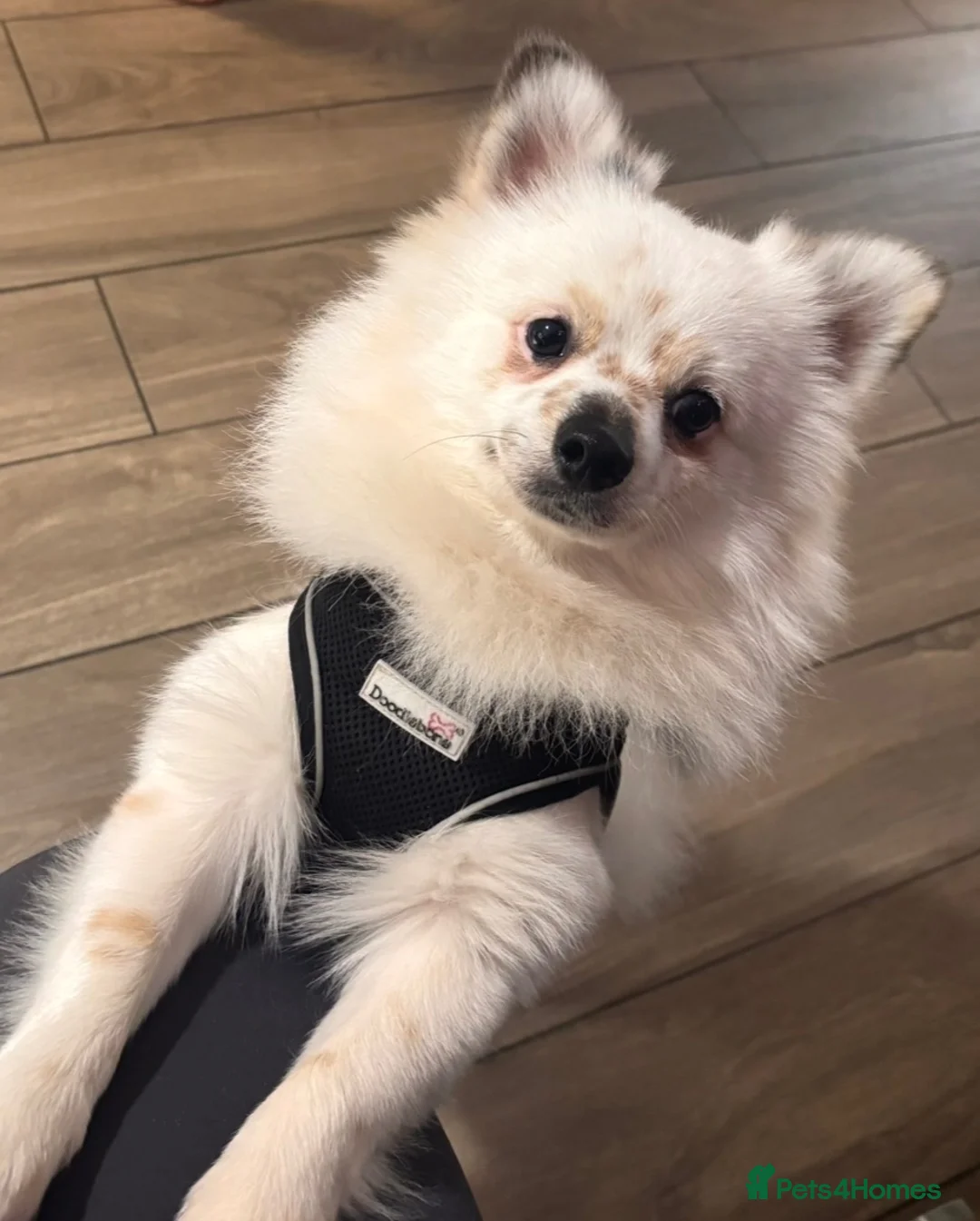 Pomeranian dogs for stud: STUD. Male pomeranian available for stud - Advert 1
