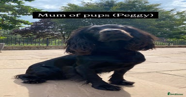 Cocker Spaniel dogs - Advert 5
