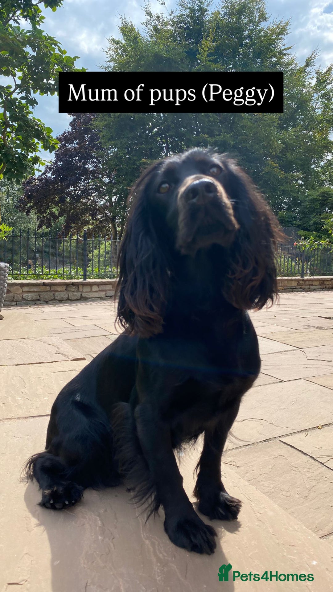 Cocker Spaniel dogs for sale: Working cocker spaniels - EXCELLENT BLOODLINE - Image 3