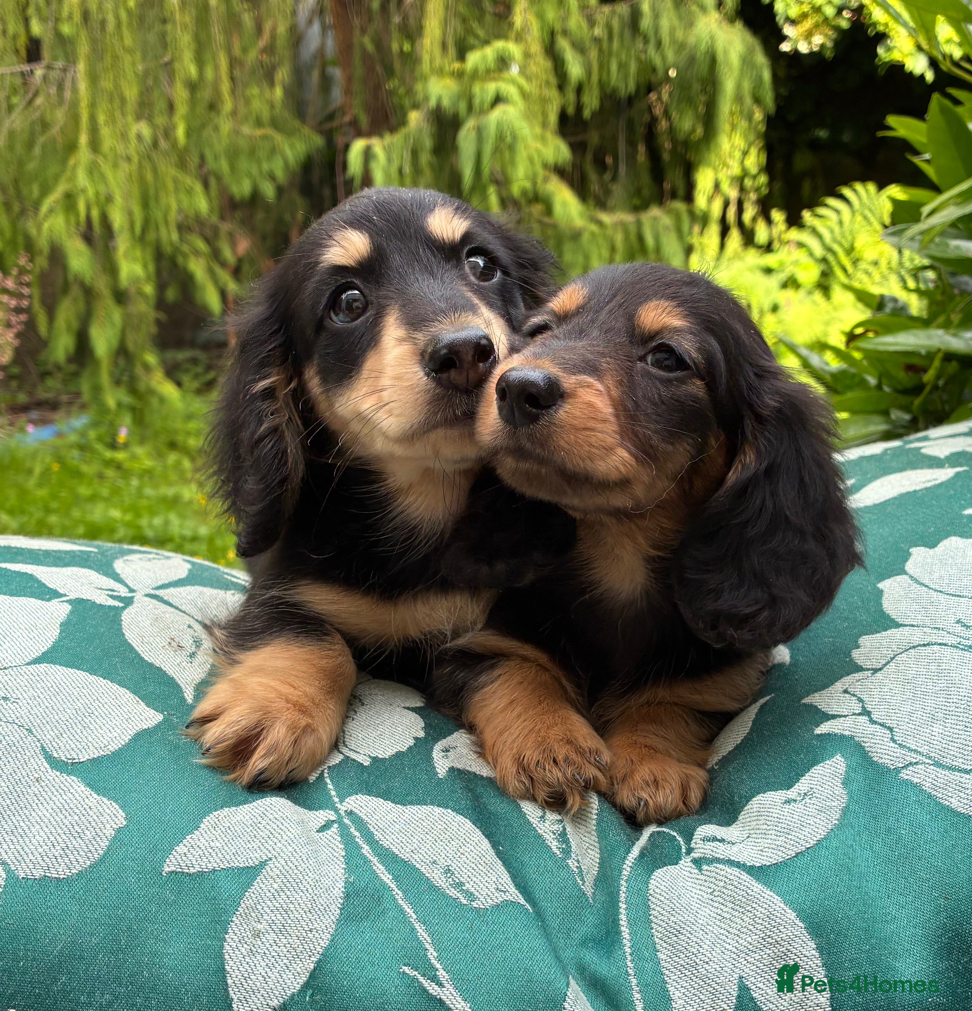 Miniature Dachshund dogs Two female LH MINI DACHSHUND pups PRA CLEAR ,  - Advert 1