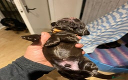 Cocker Spaniel dogs for sale: Cocker spaniel puppies - Image 10