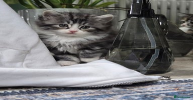 Scottish Fold cats - Advert 14