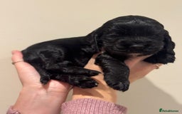 Cocker Spaniel dogs for sale: Beautiful show type cocker spaniels  - Image 8