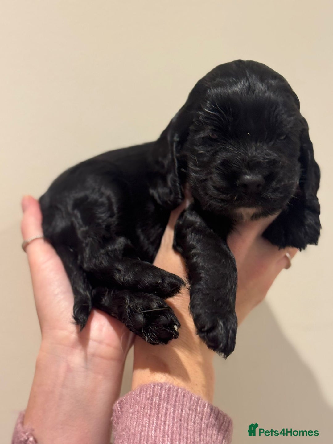 Cocker Spaniel dogs for sale: Beautiful show type cocker spaniels  - Image 8