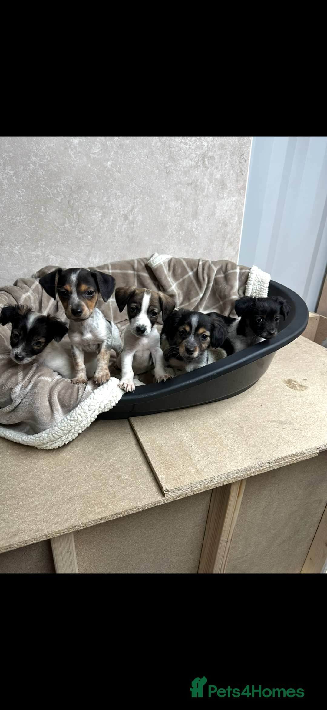 Jack Russell dogs for sale: Miniature jack russel pups - Advert 1