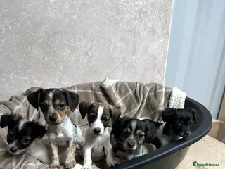 Jack Russell dogs Miniature jack russel pups - Advert 7