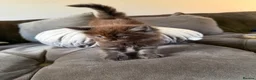 Maine Coon cats for sale: READY TO GO🏡🏡 Gaint mainecoon babies - Advert 25