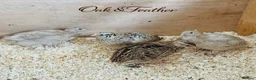 Quail poultry for sale: 12 Celadon Quail Hatching Eggs – Blue Egg Gene - Advert 4