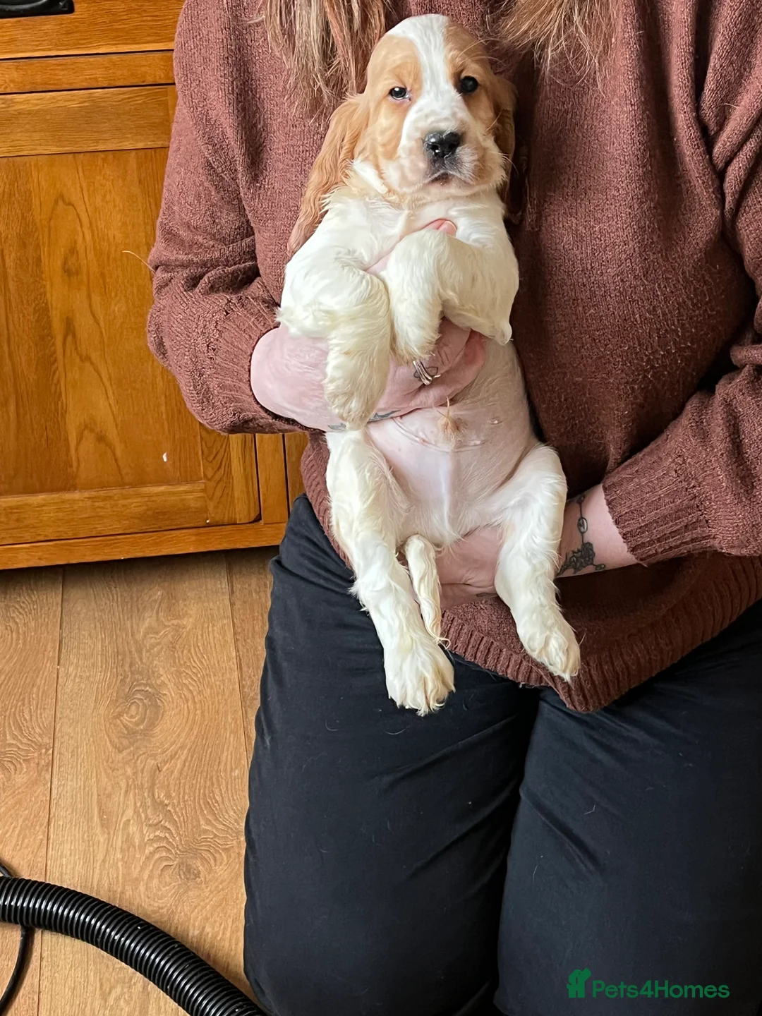Cocker Spaniel dogs for sale: Cocker spaniel pups for ssle - Advert 2