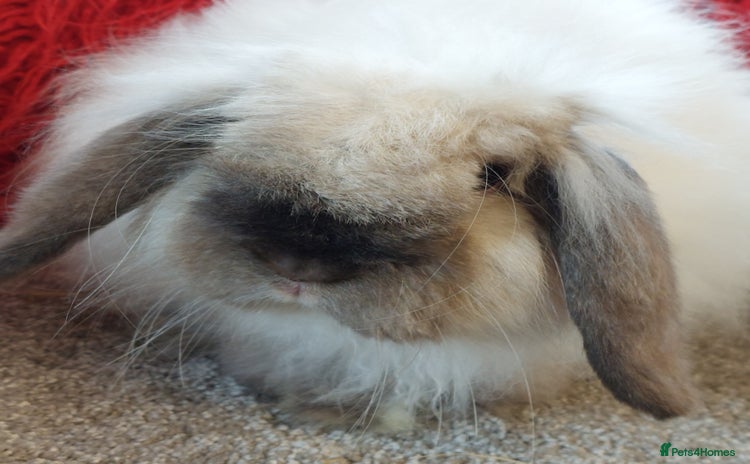 Mini Lop rabbits - Advert 18