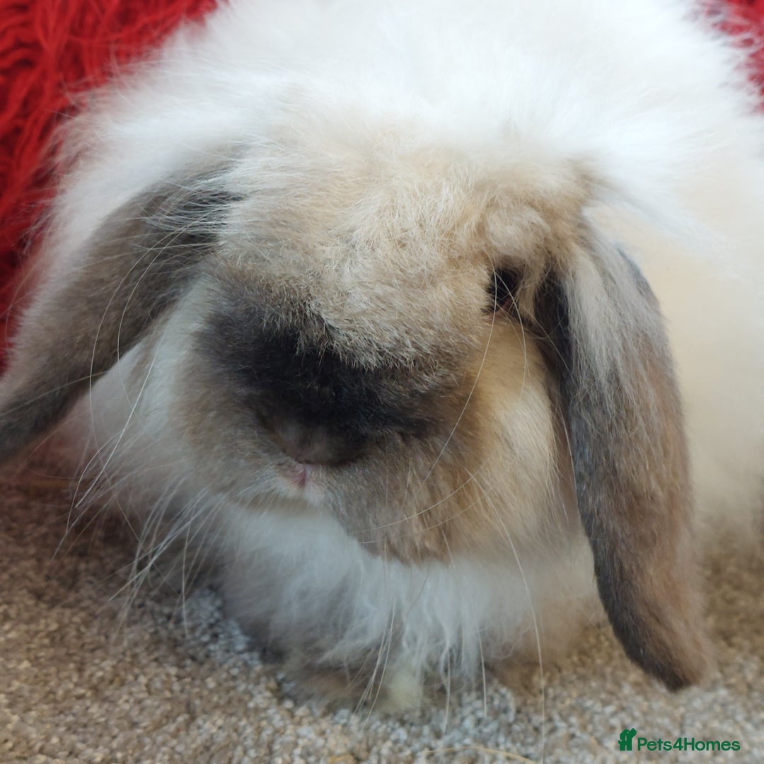 Mini Lop rabbits for sale: Vaccinated minilop cash buck  & doe  - Image 1