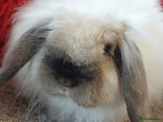 Mini Lop rabbits - Advert 30