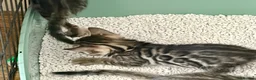 Bengal cats for sale: 4 gorgeous female Bengal kittens ready to reserve - Advert 19