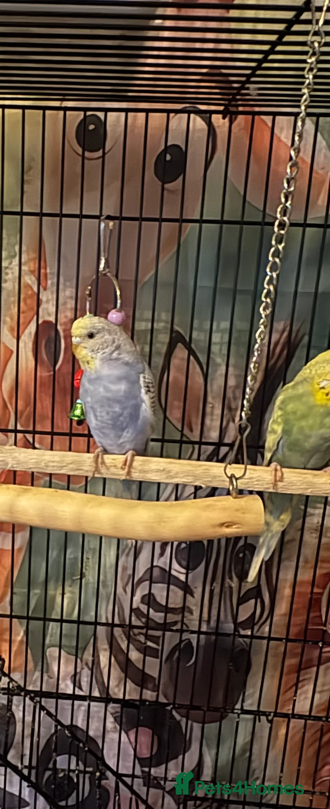 Budgerigars birds for sale: Budgies  - Advert 2