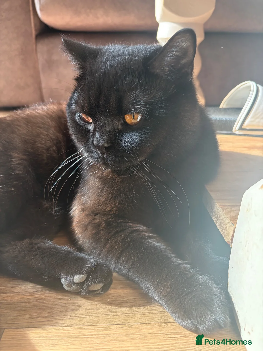 British Shorthair cats for sale: Male British shorthair  in Shaftesbury - Advert 6